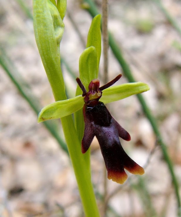 06_Ophrys_insectifera